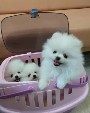Home trained Pomeranian puppies