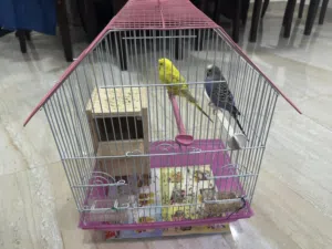 Pair of Budgies