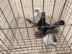 جوز حمام مسرول