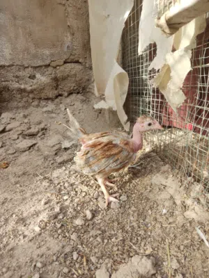 دجاج عرب وابو ركيبه