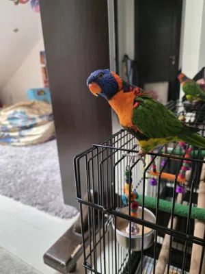 الببغاواتRainbow Lorikeet الأصلي
