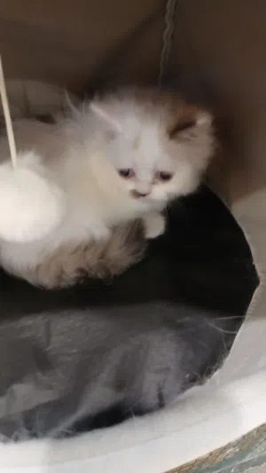 كيتن  راغدول بيور شهر ونص للبيع بالرياض