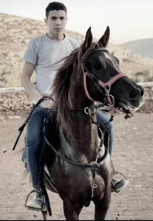 خيل عربي اصيل