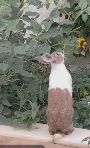 cute Rabbit. You can feed green leafy veggies, fruits, carrot and cucumbers. grass and dried