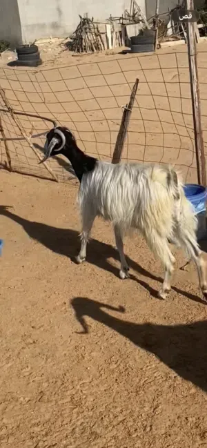 معزه للبيع