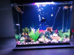 No scratch full set of tank +Fish