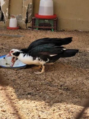 انثى بط للبيع تبيض