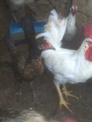 ديك بلدي ابيض وليس مزرعه وفرخه اول خيرها..  بصلاة على نبي الله بداعي طفر خالييات من الأمراض.نهائياا