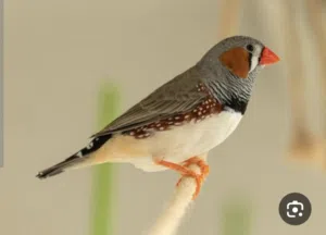 مطلوووووووب زيبرا العدد مفتوح من 50وأعلئ
