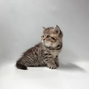 Scottish kittens