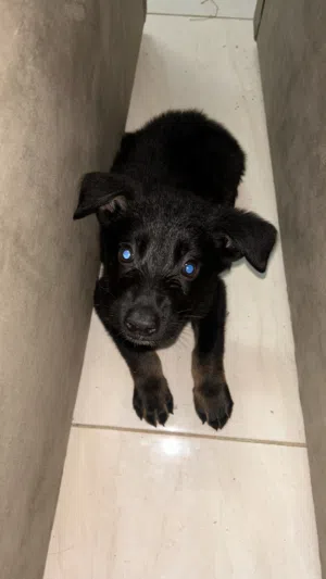 كلب جرو صغير