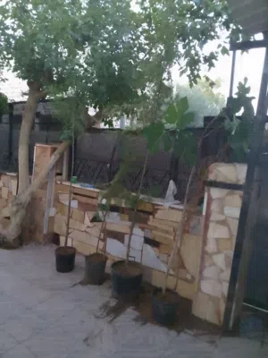 شجر صنوبرزينة مع القوار للبيع بسعر مغري عمر 8 سنوات تقريبا