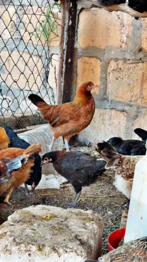 دجاج للبيع 25