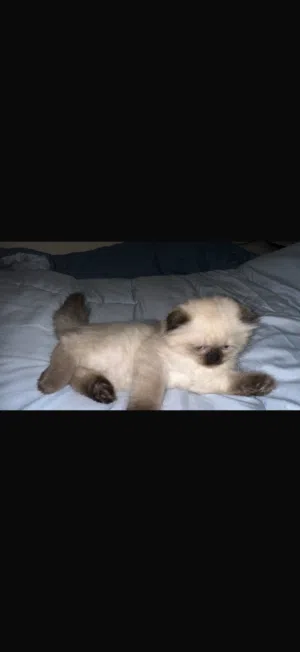 Cat two month