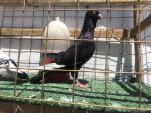 طيرتين (مسوده& وبوز)