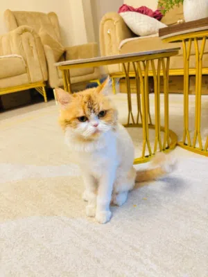 Cat female