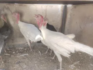 حبش للبيع العمر 9 اشهر التواصل واتس