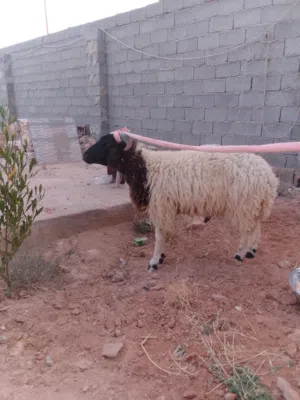 خروف للبيع