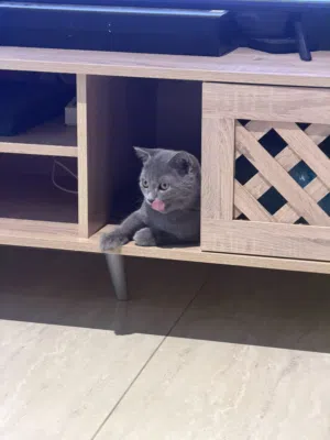 للبيع قط سكوتش فولد ذكر رائع للبيع