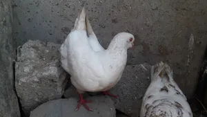‏حمام‏0
