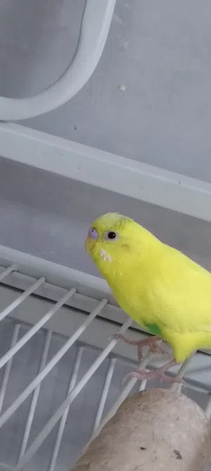 طير بادجي ب 55