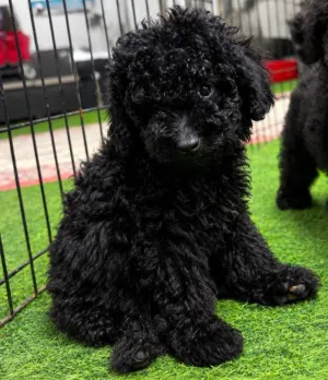 Mini poodle