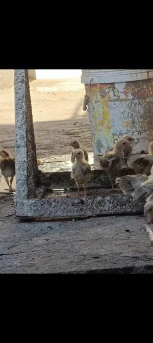 افراخ دجاج إصليات للبيع مكاني كرمه علي حي الرساله