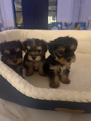 Pure teacup yorkshire