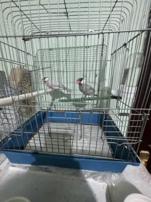 White and pearl cocktael pair, brown & silver java finches 2 pairs