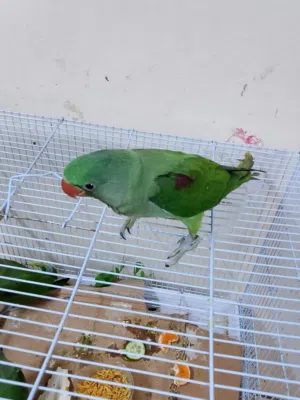 متوه نيبالي
