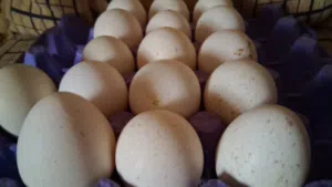 متوفر بيض حبش نخب النخب.