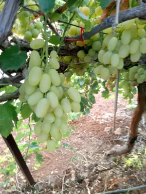 انس  بني عوده 