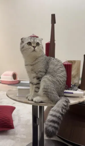 للبيع سكوتش تربل فولد سيلفر أنثى