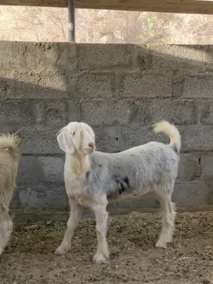 رموج من حلال الرحوب