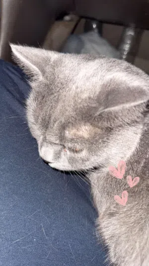 Male Russian Blue Cat   (Food Included)