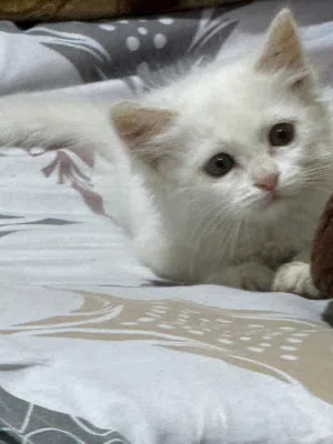 كيتن شيرازي عمر شهرين