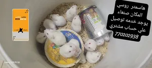 Hamsters3