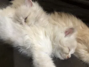 قطط صغيره للبيع