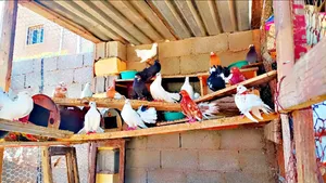 Pigeons0