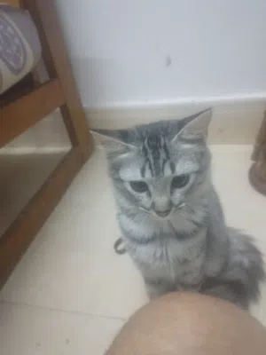 شيرازي و قطا امريكيه