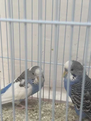 طيىر حوب ذكر و أنثى