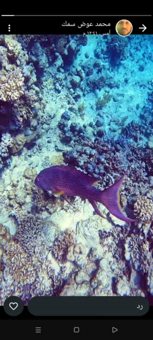 لؤلؤة للاسماك البحريه