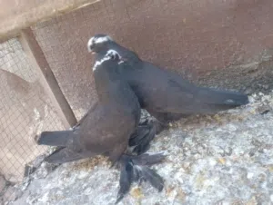 حمام كمرلي البيع