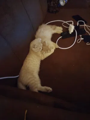 قطتين للتبني سكوتش وبريتش ذكر وانثى