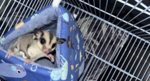 شوقر قلايدر أليفه جدا جدا وتطلعها الشارع ماتشرذ