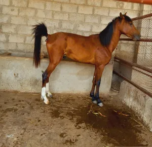 Horses4