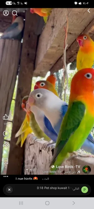 10 كوبيات فيشر وروز للبيع