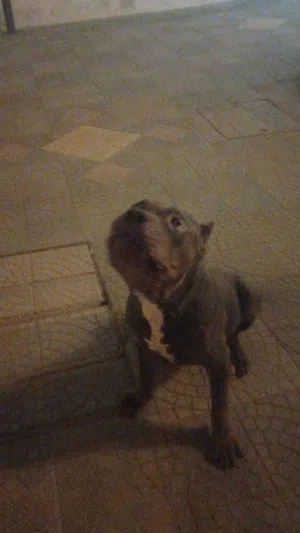 Basic dog training program