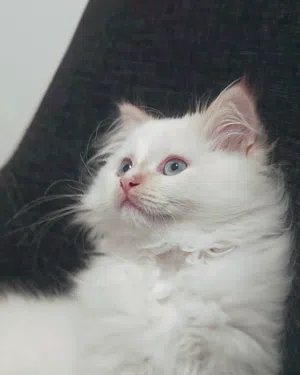 3 month old kitten for adoption