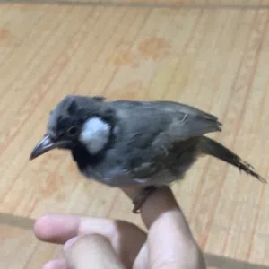 بلبل للبيع بصراوي